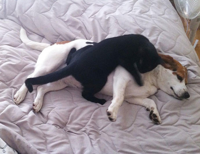 If you have pets that sleep in bed with you, what do you do when your SO spends the night?