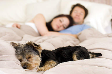 If you have pets that sleep in bed with you, what do you do when your SO spends the night?