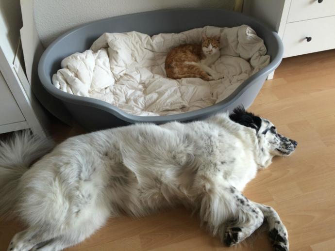 If you have pets that sleep in bed with you, what do you do when your SO spends the night?