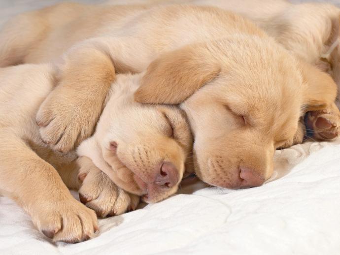 If you have pets that sleep in bed with you, what do you do when your SO spends the night?