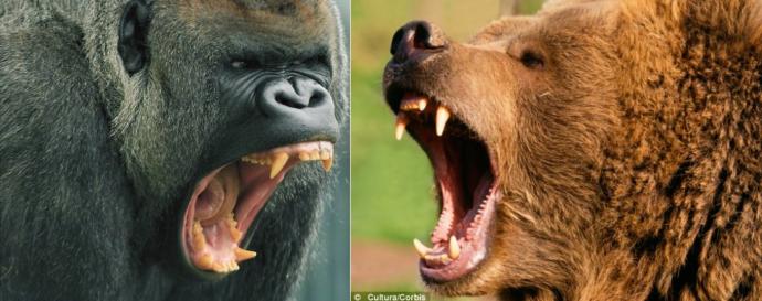 GORILLA VS BEAR - FIGHT WITH SAME WEIGHT?