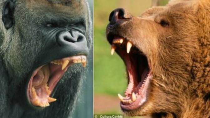 gorilla vs bear - fight with same weight?