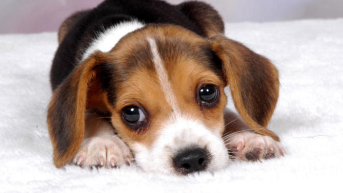 What do you think about people who hurt animals?
