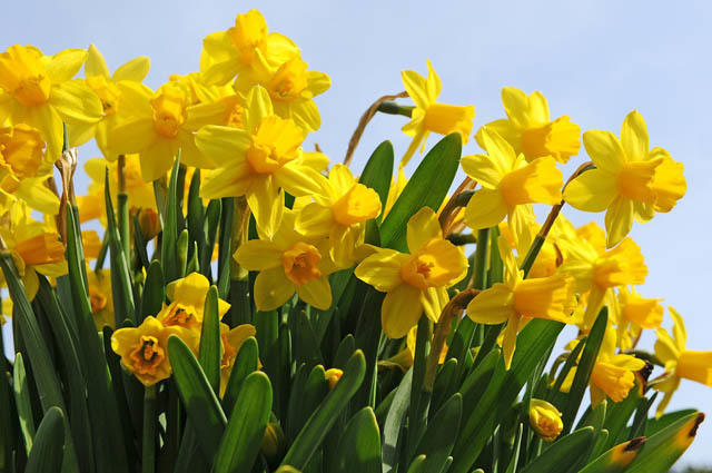 If you could be any type of flower, what would you be?