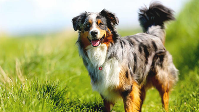 What should she be breed with?