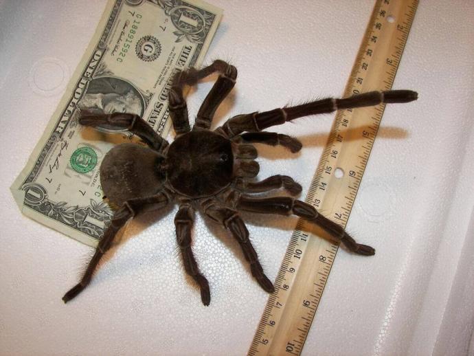 Whos more afraid of Spiders? Men or women?