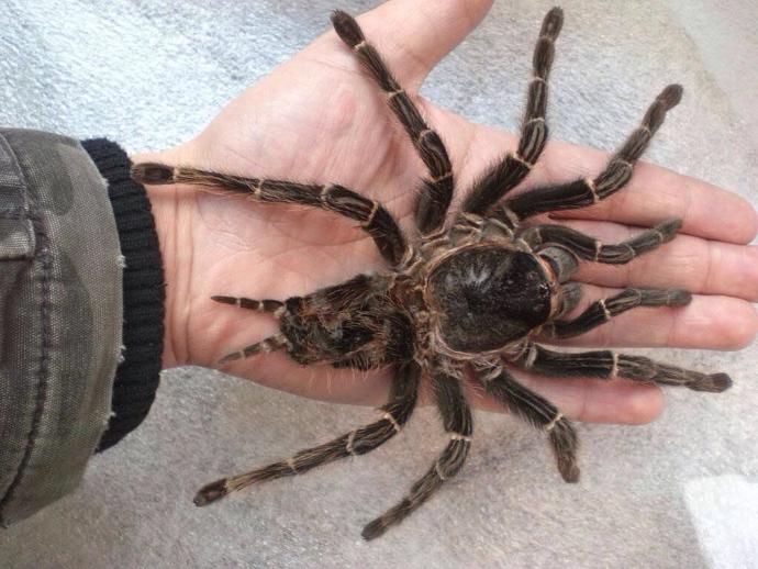 Whos more afraid of Spiders? Men or women?