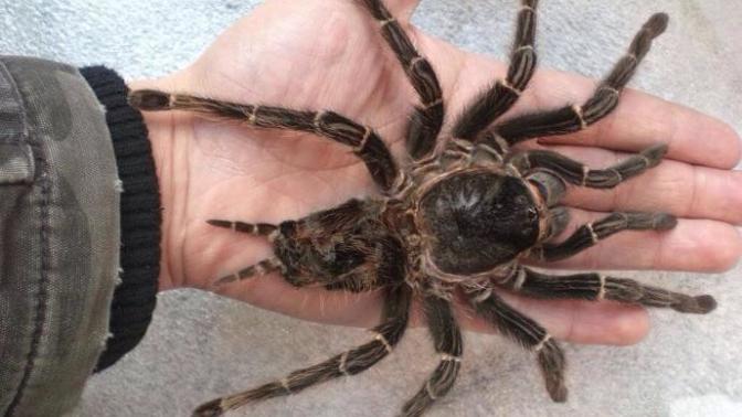 Who's more afraid of spiders, men or women?