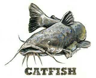 Is He A Catfish??
