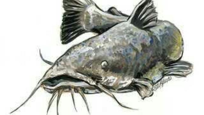 Is He A Catfish?
