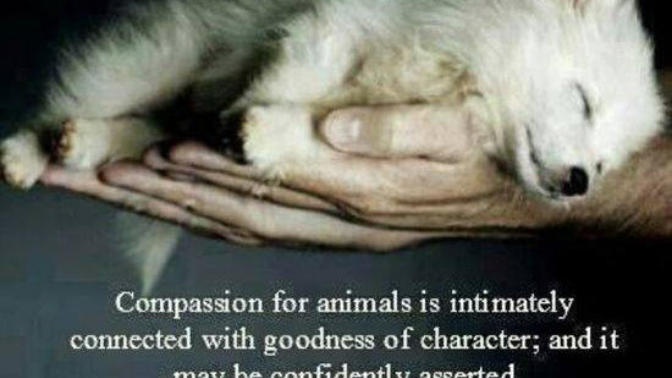 Can someone who doesn't care about animal welfare be a good person?