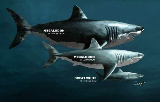 Could megalodons and other dinosaurs and marine dinosaurs and marine reptiles still be alive in our own oceans hidden in the oceans depths and lakes??