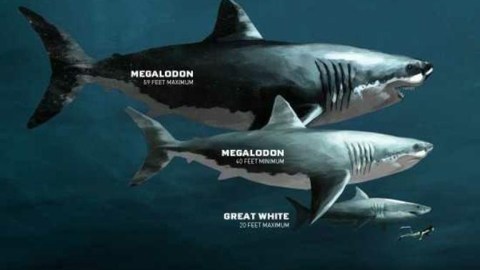 Could megalodons and other dinosaurs and marine dinosaurs and marine reptiles still be alive in our own oceans hidden in the oceans depths and lakes?