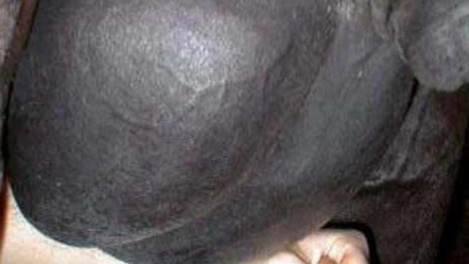 My hand for size comparison of this Gypsy Vanner stallions massive testicles at work. What do you think about my job?