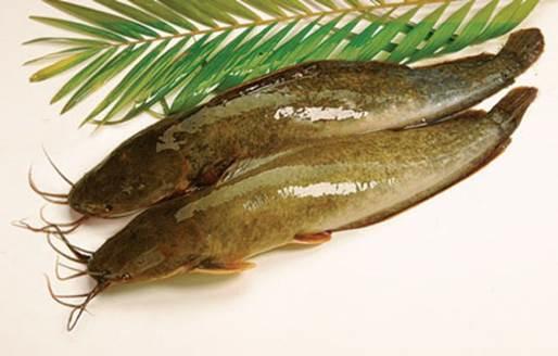 Would you eat #CATFISH for dinner?