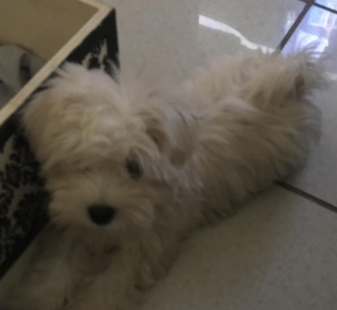 Should I cut my puppies hair like this?