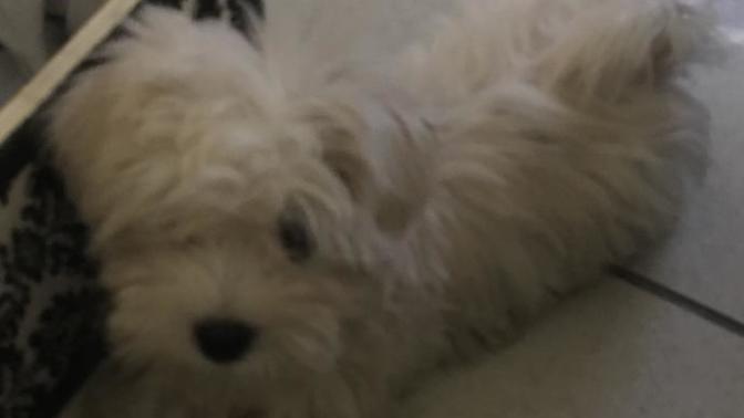 Should I cut my puppies hair like this?