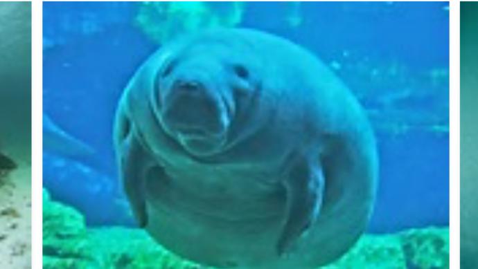 What would you do if you were swimming and a manitee came up to you?
