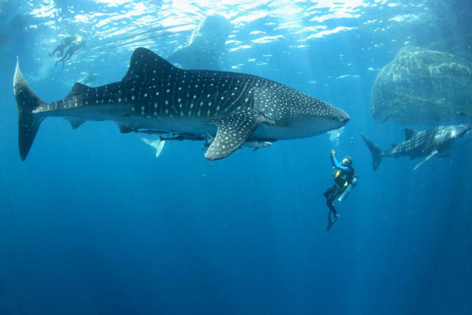 What is something you've always wanted to try but have been too scared to?