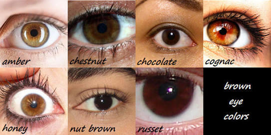 Well whic tone of brown that my eyes are?