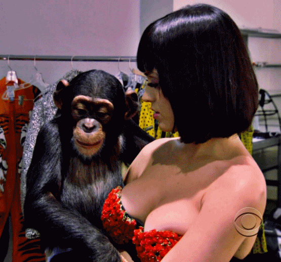 Do you all think this little chimp is being inappropriate and creepy toward Katy Perry?