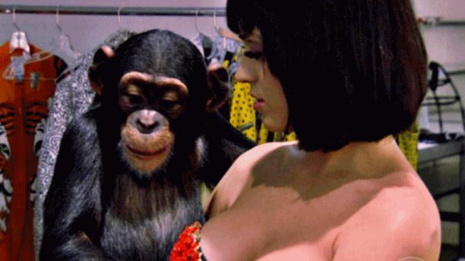 Do you all think this little chimp is being inappropriate and creepy toward Katy Perry?