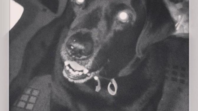 How do you get over losing a dog?