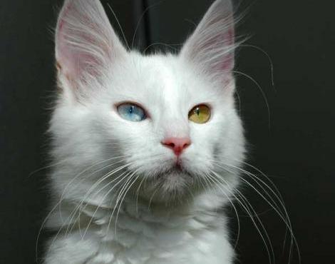 What do you think of two different colored eyes?