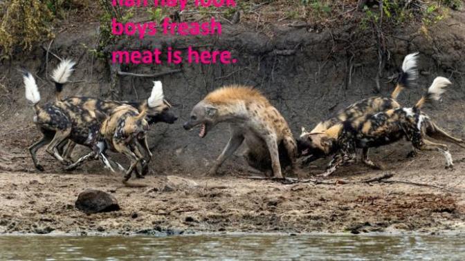 Looks like lunch?