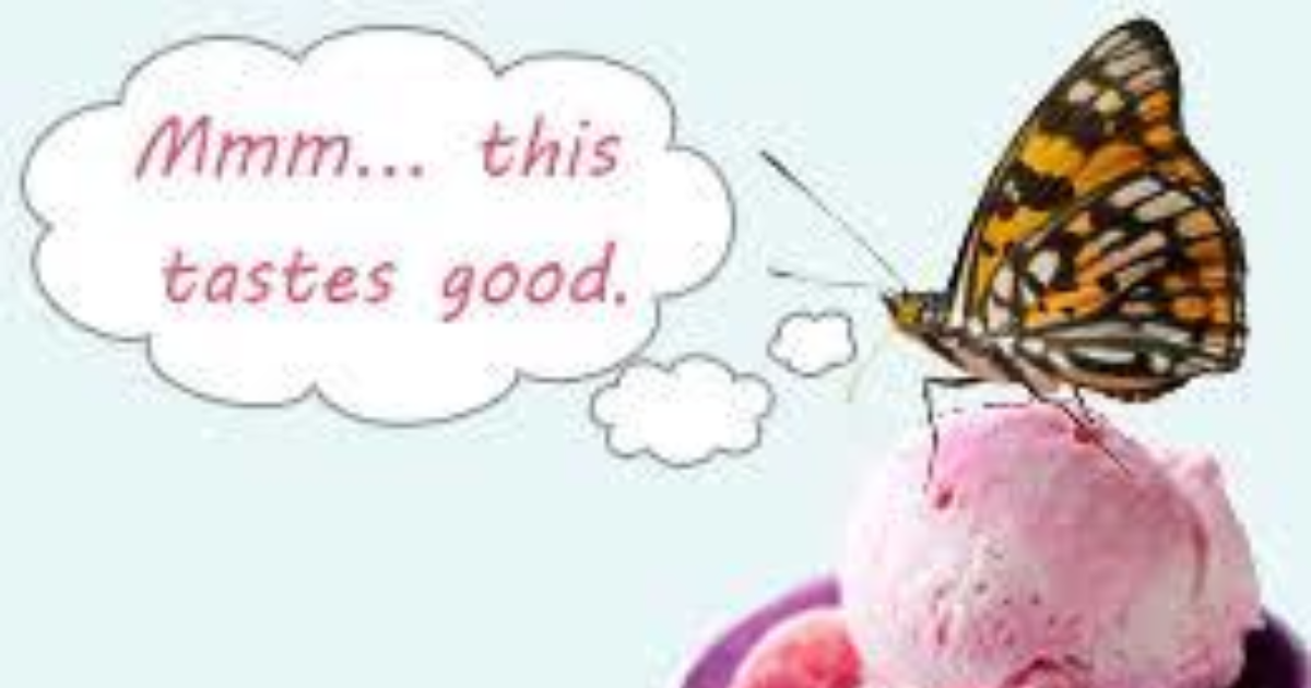 Did you know butterflies taste with their feet? GirlsAskGuys