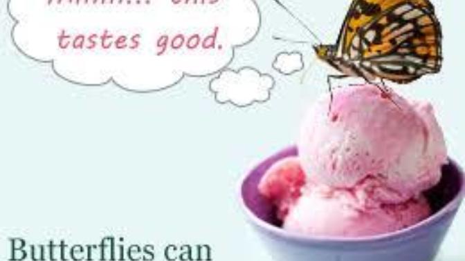 Did you know butterflies taste with their feet?