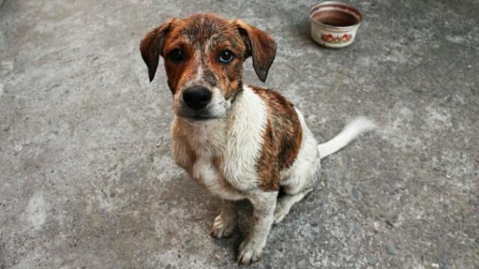 A puppy's life my be in danger. Any advice?