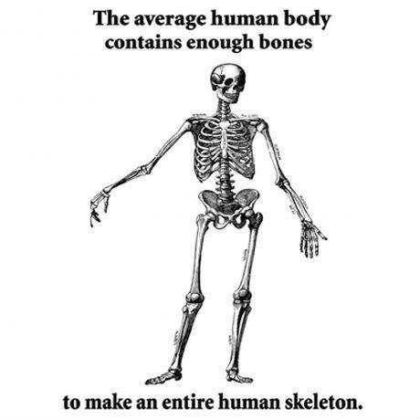 Did you know that the average human body contains enough bones to make an entire human skeleton?