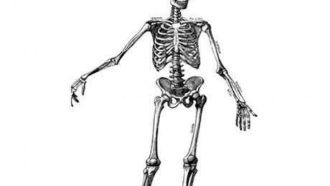 Did you know that the average human body contains enough bones to make an entire human skeleton?