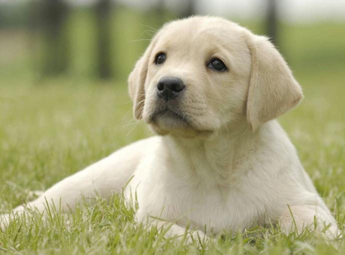 Which cutie pootie is cuter?