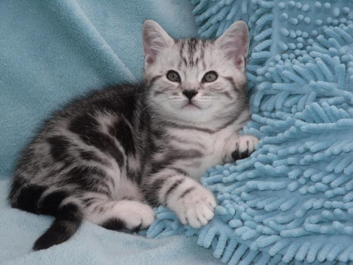 Which cutie pootie is cuter?