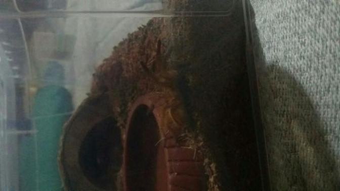 I took up a new hobby caring for spiders. Although I am new at this I decided to go for spiderlings. I decided on a Antilles Pink Toe and O. B. T?