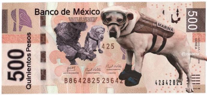 What do You Think of Frida the Mexican Navy Rescue Dog?