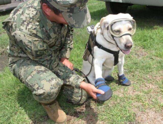 What do You Think of Frida the Mexican Navy Rescue Dog?
