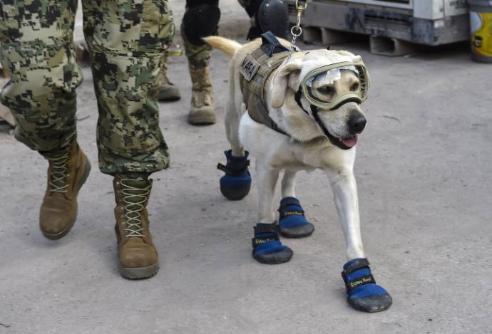 What do You Think of Frida the Mexican Navy Rescue Dog?