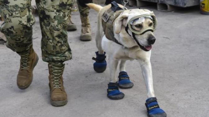 What do You Think of Frida the Mexican Navy Rescue Dog?