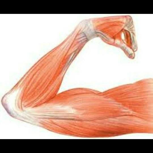 How important is it for women that a man is muscular??