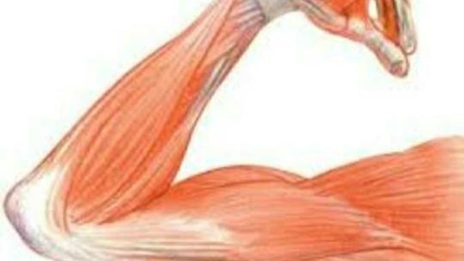 How important is it for women that a man is muscular?