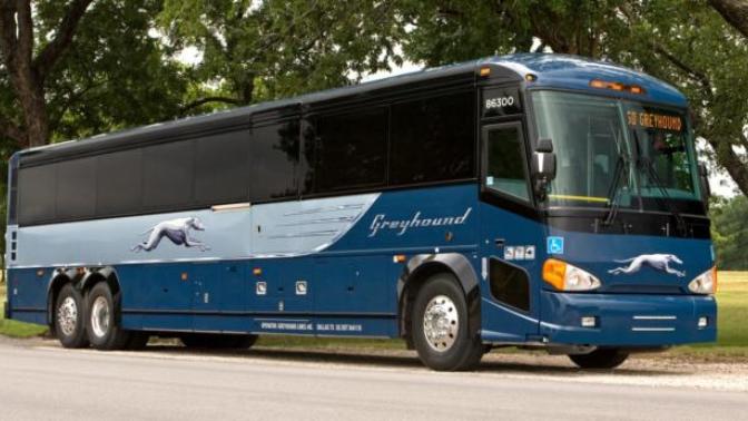 What kind of pet can you take on a greyhound?