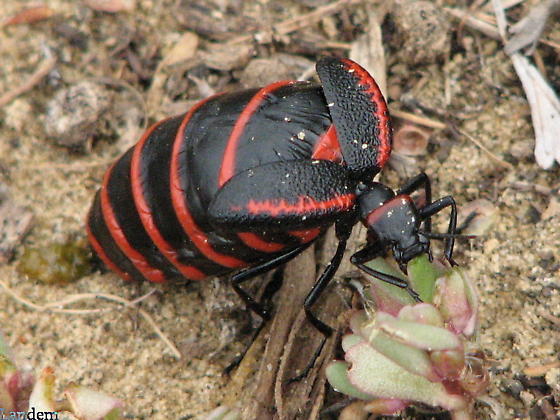 What do you think of beetles?