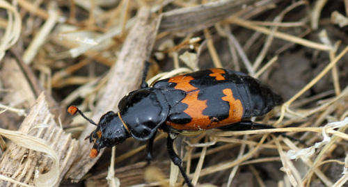 what do you think of beetles?