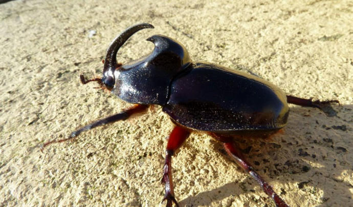 What do you think of beetles?