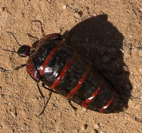 What do you think of beetles?