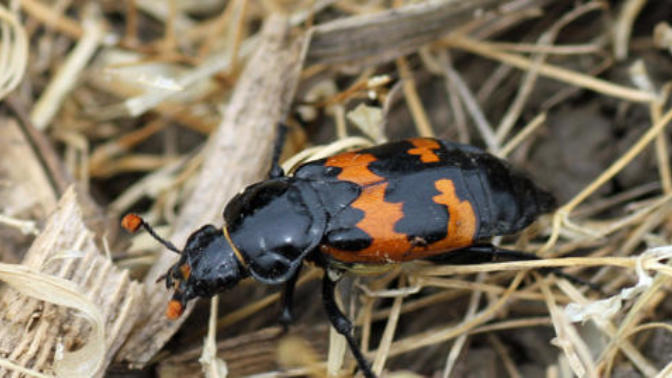 What do you think of beetles?