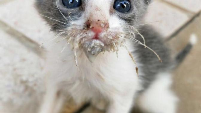 I need help with kitten behavior, please?